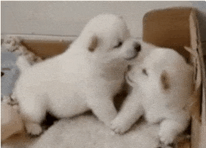 H2di Puppy Play Bite