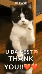 Cat Dance Dancing Cat