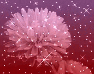 Sparkling Flower with Plato Love Quote