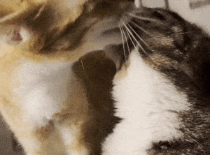 Adorable Cats Grooming & Licking