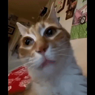 Funny Cat Face Warp Meme