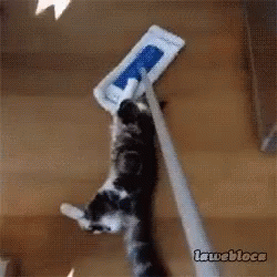 Funny Cats Playing with a Mop