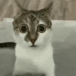 Funny Cat with Big Eyes Staring
