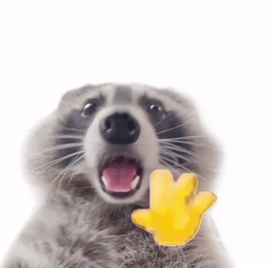 Raccoon Raccoon Funny