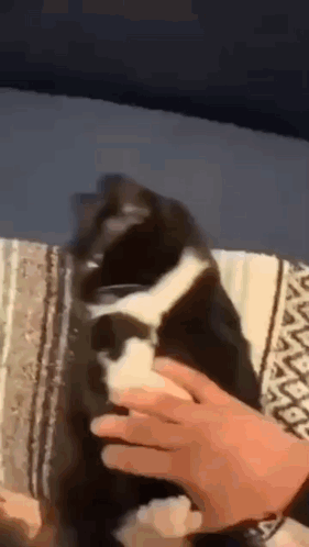 Funny Cat Wrapped in a Blanket