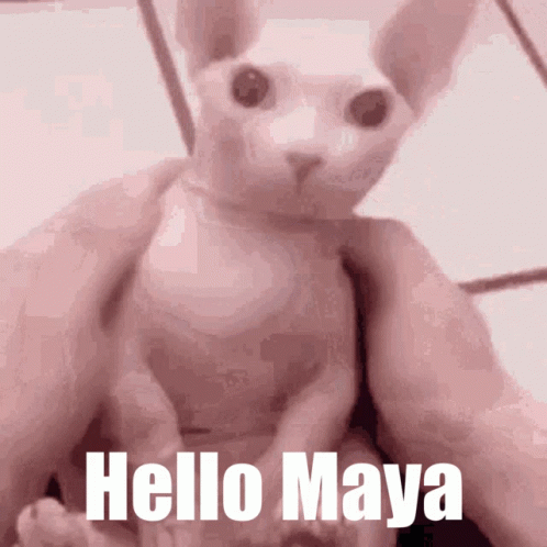 Maya Jordyn: Hello Maya Cat