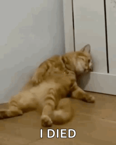 Sad Cat