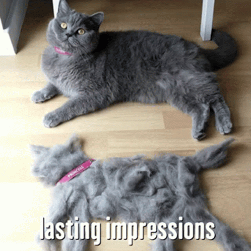 Funny Cat and Its Fur Impression