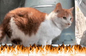 Beast Hello Street Cat with Fire