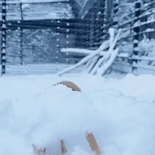 Funny Animated Fox Yeet