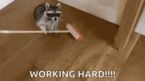 Funny Raccoon Working Hard Sweeping
