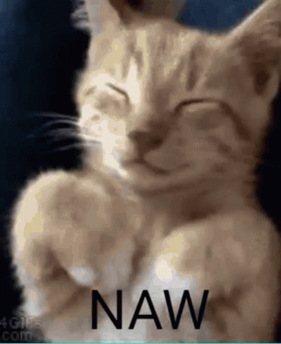 Funny Cat Says NAW Meme