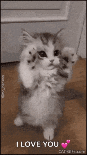 Cute Kitten Says 'I Love You'