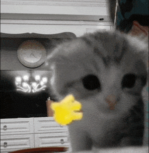 kitten wave hello