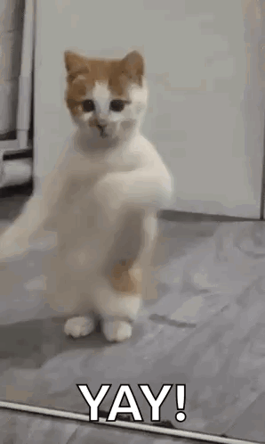 Excited Cat Dancing with 'YAY!'
