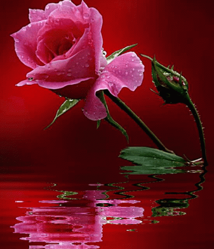 Pink Rose Reflection - Love You