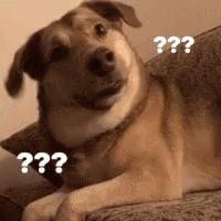 Confused Dog with Question Marks