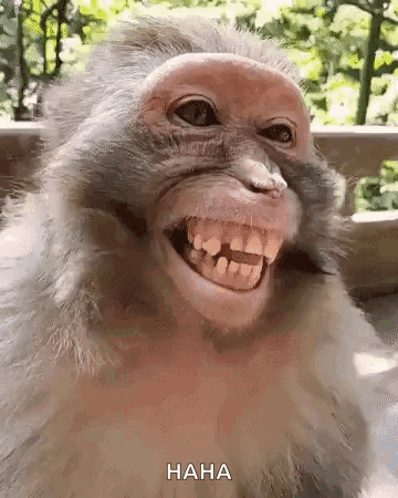 Funny Monkey Laughing with a Big Smile