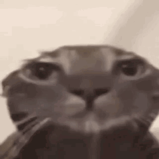 Funny Cat Stare Meme