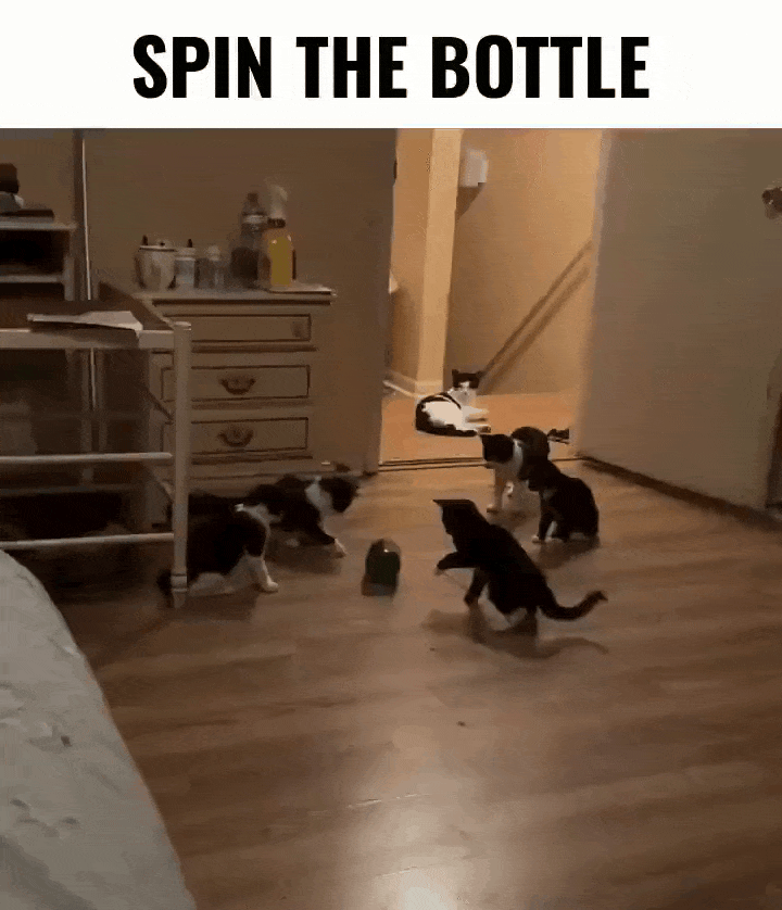 cats spinning the bottle