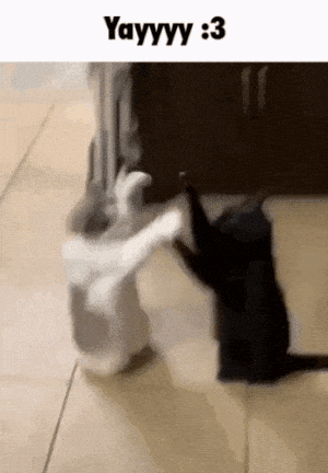 Yayyyy: Two Cats High-Fiving