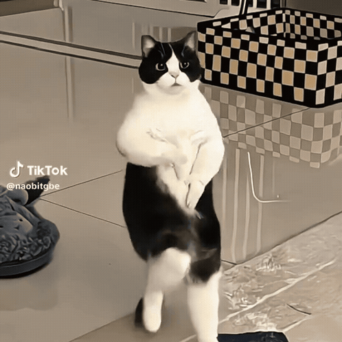 Cat Dancing Celebrate
