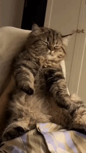 Happy Fluffy Cat Chilling and Stretching Paws
