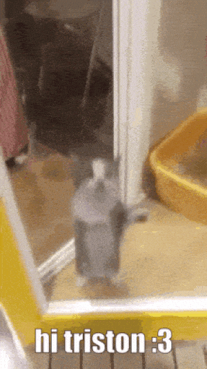 Excited Cat Greets Triston