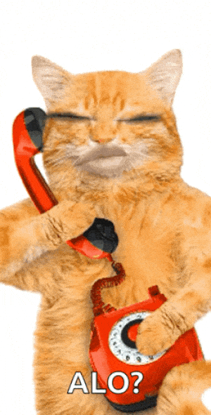 Cat on Phone: Hello Call Me