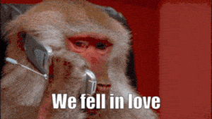 Monkey on Phone: We Fell In Love Meme