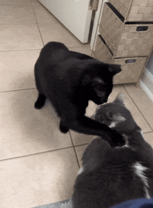 Cat Cat Punch