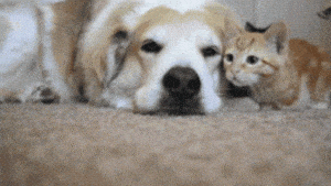 Dog and Cats Relaxing Together