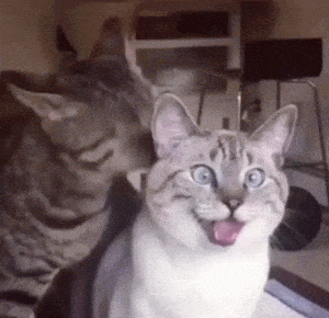 Funny Cats Licking