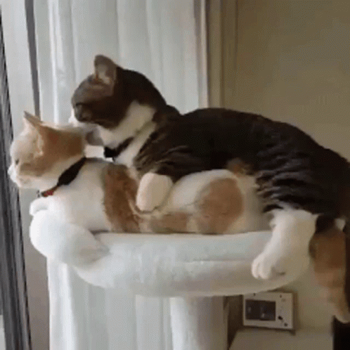 Affectionate Cats Cuddling and Licking