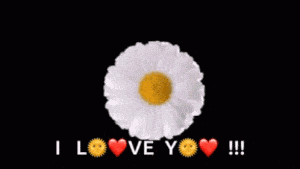 Daisy Flowers Good Morning Love Message