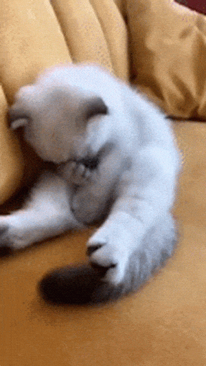 Cute Kitten Cleaning Itself