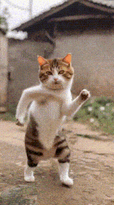 Dancing Cat Moves