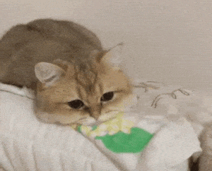 Cats Cute