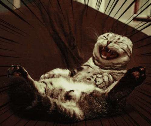 Cat Cats