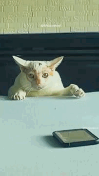 Funny Cat Reacts to Hand - Meme Moment