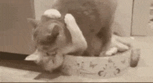 Two Cats Kissing