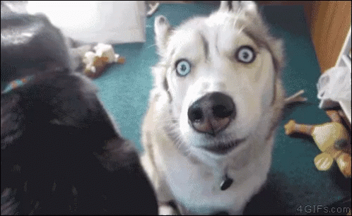 Funny Shocked Huskies