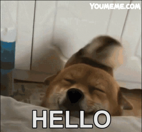 Cute Dog Says Hello