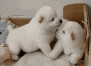 Kiss Doggie Puppy Puppies Love Good Morning Charlie Brown Peanuts Dancing Linis