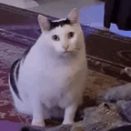 Funny Cat with Unique Black Markings