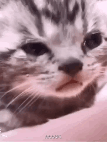 Crying Sad Kitten