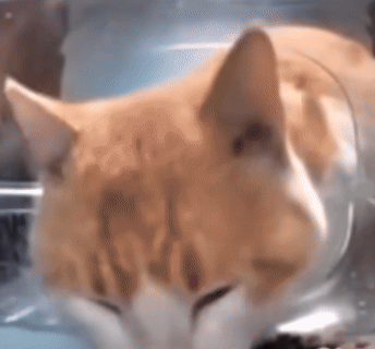 Cat Cam Eating Funny Meme