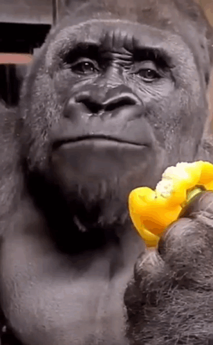 Gorilla's Surprised Reaction Eating Pepper