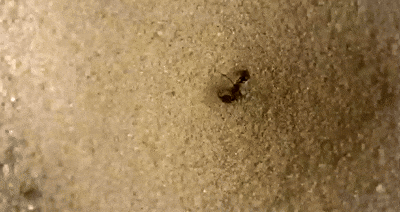Ant Fling