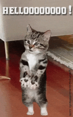 Kitten Says Hello